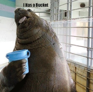 walrus_bucket1.jpg