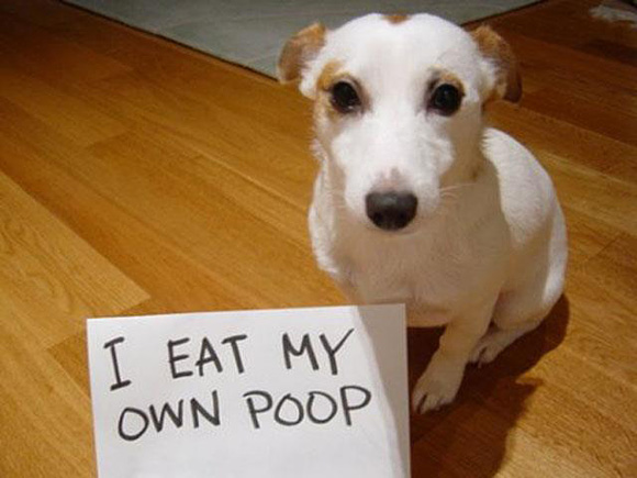 I-Eat-My-Own-Poop-l.jpg