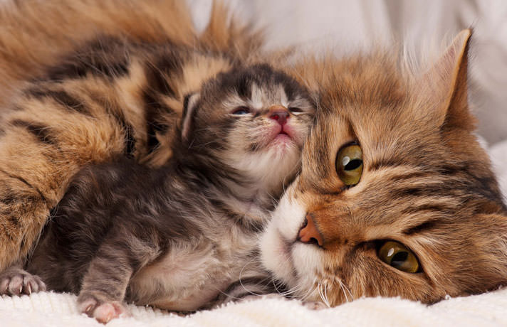 mother-cat-and-kitten-151111.jpg