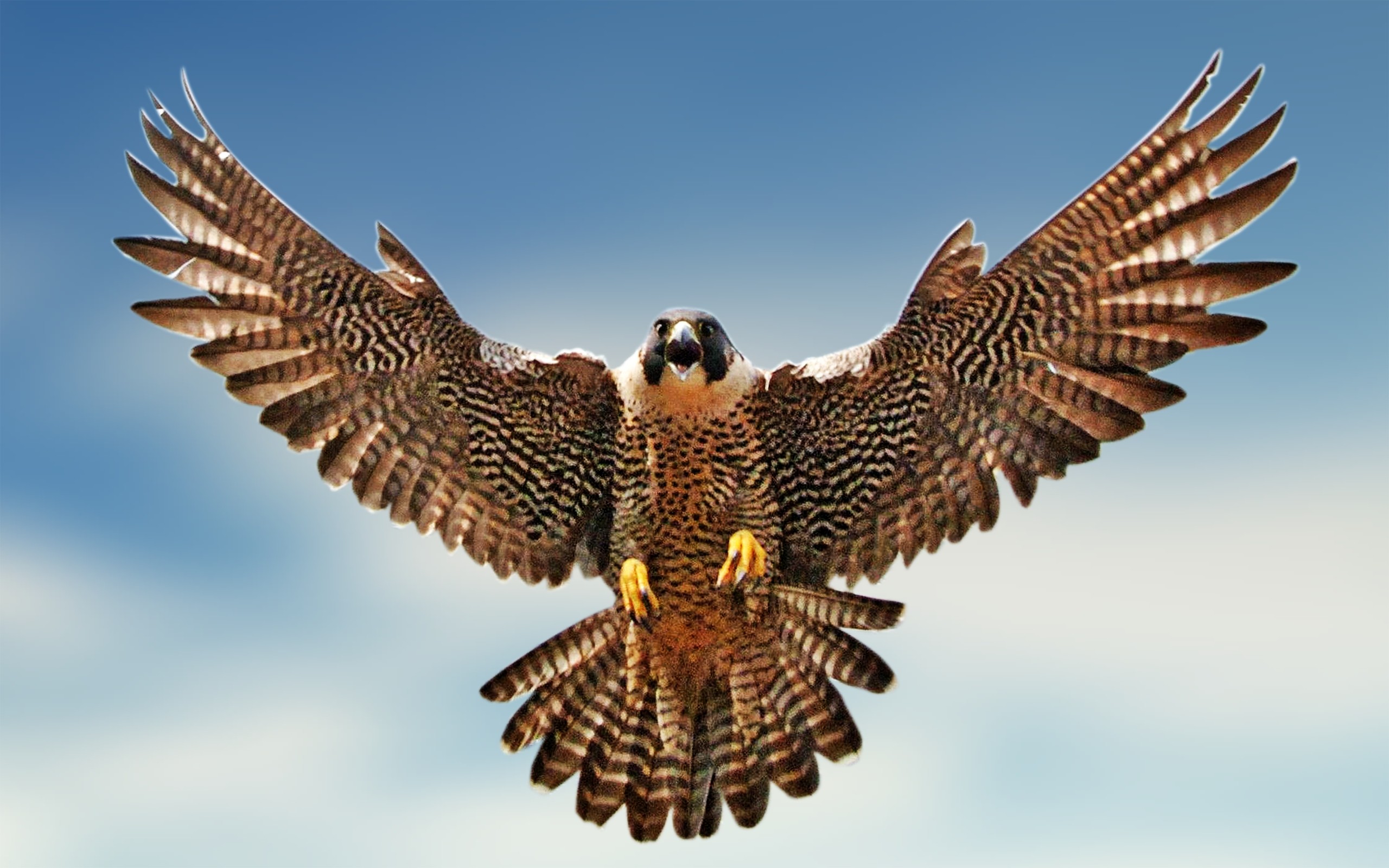 falcon-clipart-wallpaper-3.jpg