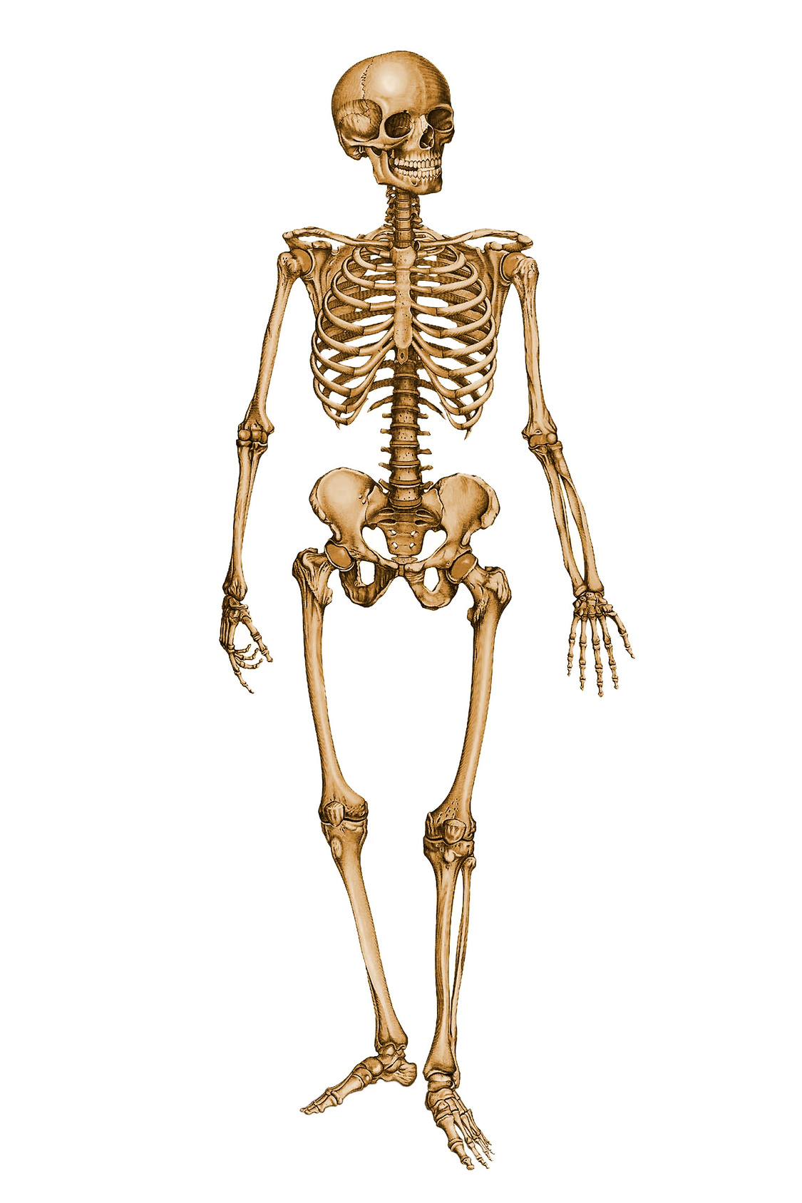 human_skeleton_12029879_by_stockproject1-d37nw3e.jpg