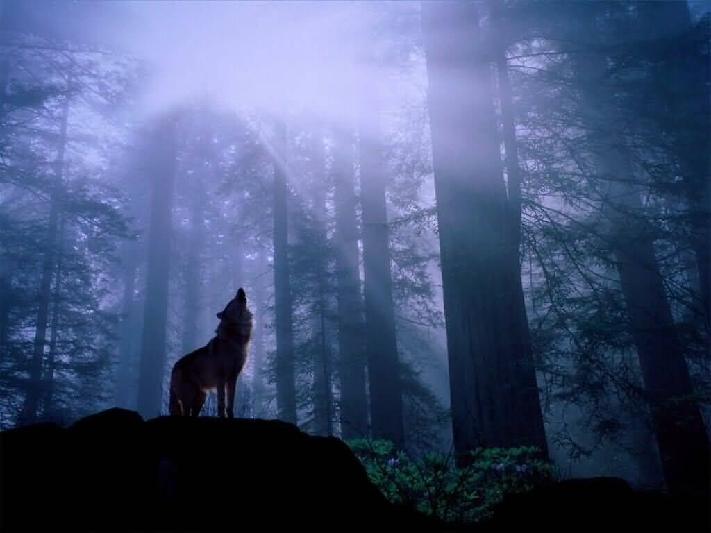 wolf-night-howl-first-people.jpg