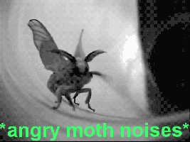 angry%20moth_zpsm8kw2co2.gif