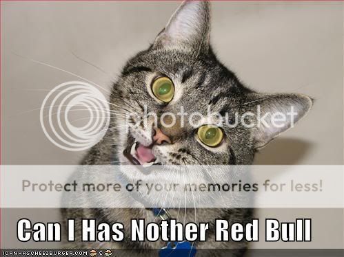 funny-pictures-red-bull-cat.jpg