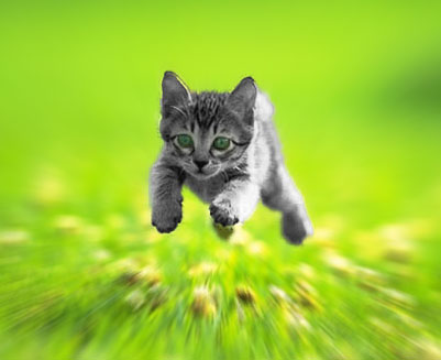 Action-Kitten.jpg