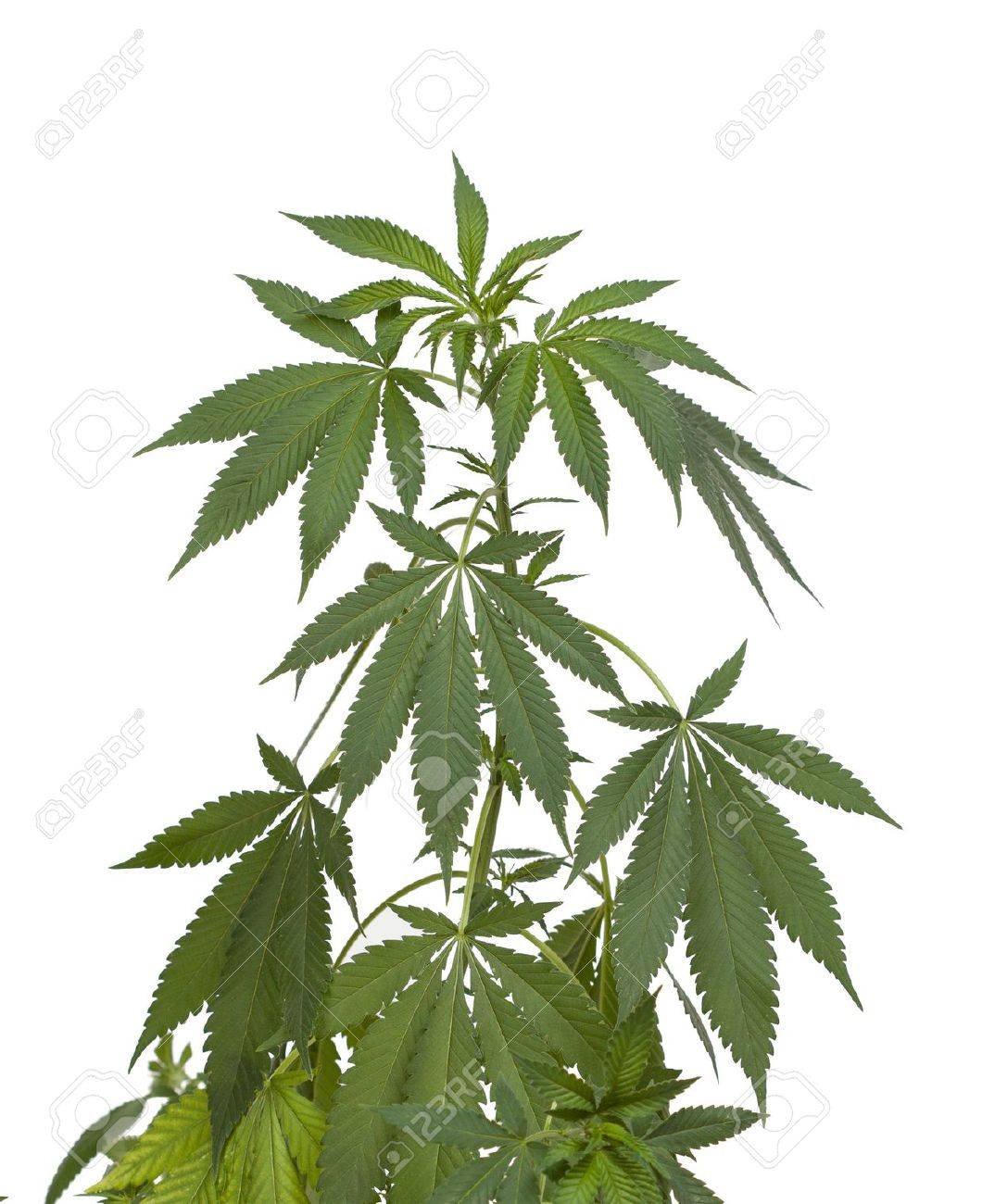 22924452-Marijuana-plant-isolated-on-white-Stock-Photo-marijuana.jpg