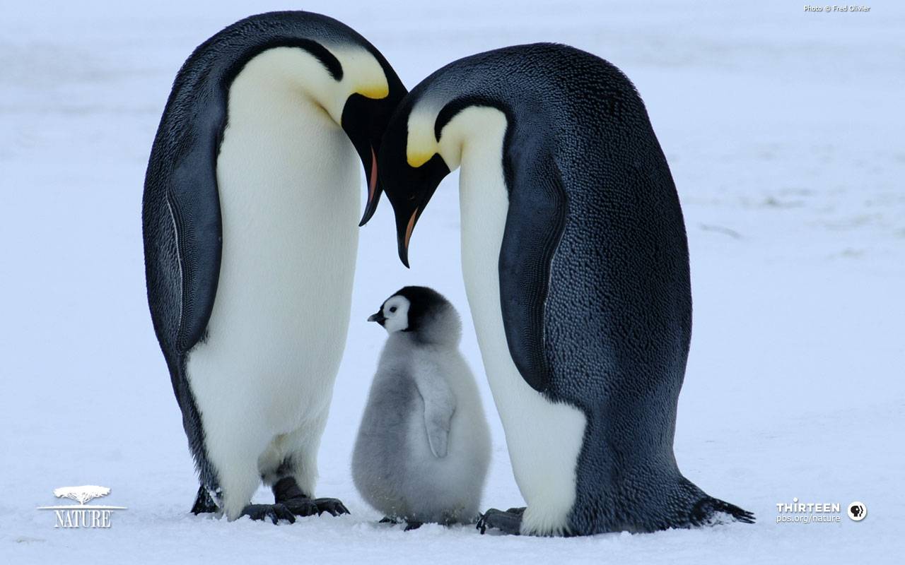 104105-penguins-lovers-penguin-family.jpg