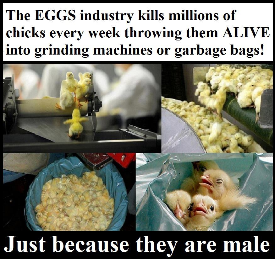 EggIndustryCruelty.jpg