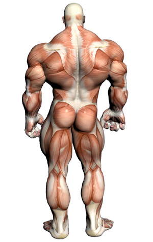 MTS2_SimmyRN_1099707_muscular-anatomy-back.jpg