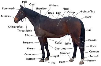 330px-Points_of_a_horse.jpg
