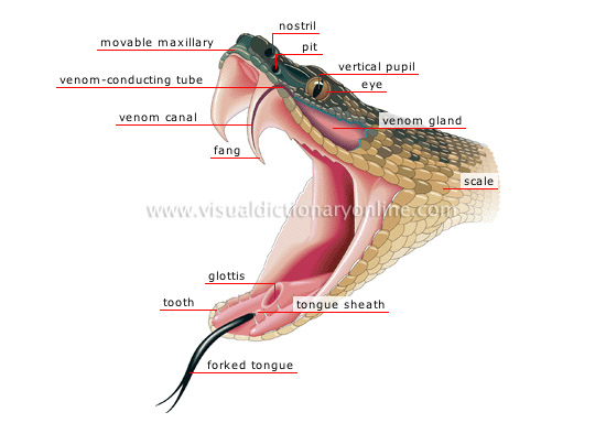 morphology-venomous-snake-head.jpg
