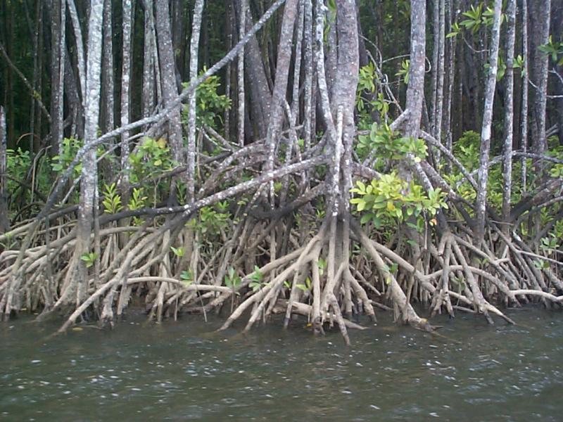 Mangrove%20roots.jpg
