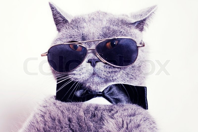 2645174-562781-portrait-of-british-shorthair-gray-cat-wearing-sunglasses-and-a-tie-bow-tie.jpg