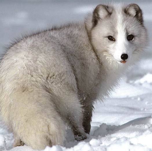 grayish-arctic-fox.jpg