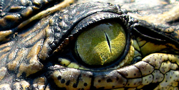 alligator-eyes-6.jpg