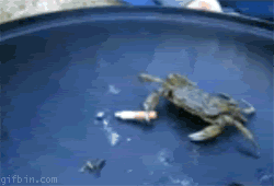 1281004519_smoking-crab-deal-with-it.gif