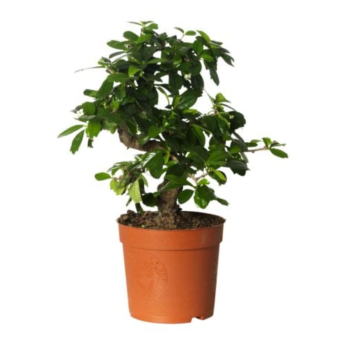 bonsai-carmona-potted-plant__0105739_PE253231_S4.JPG