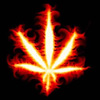 cannabisflamme100x100.jpg