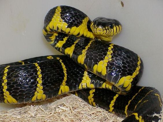 Black-and-Yellow-Mangrove-Snake.jpg