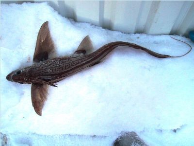 Ratfish-Chimaera-monstrosa.jpg