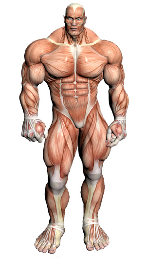muscular-anatomy-front.jpg