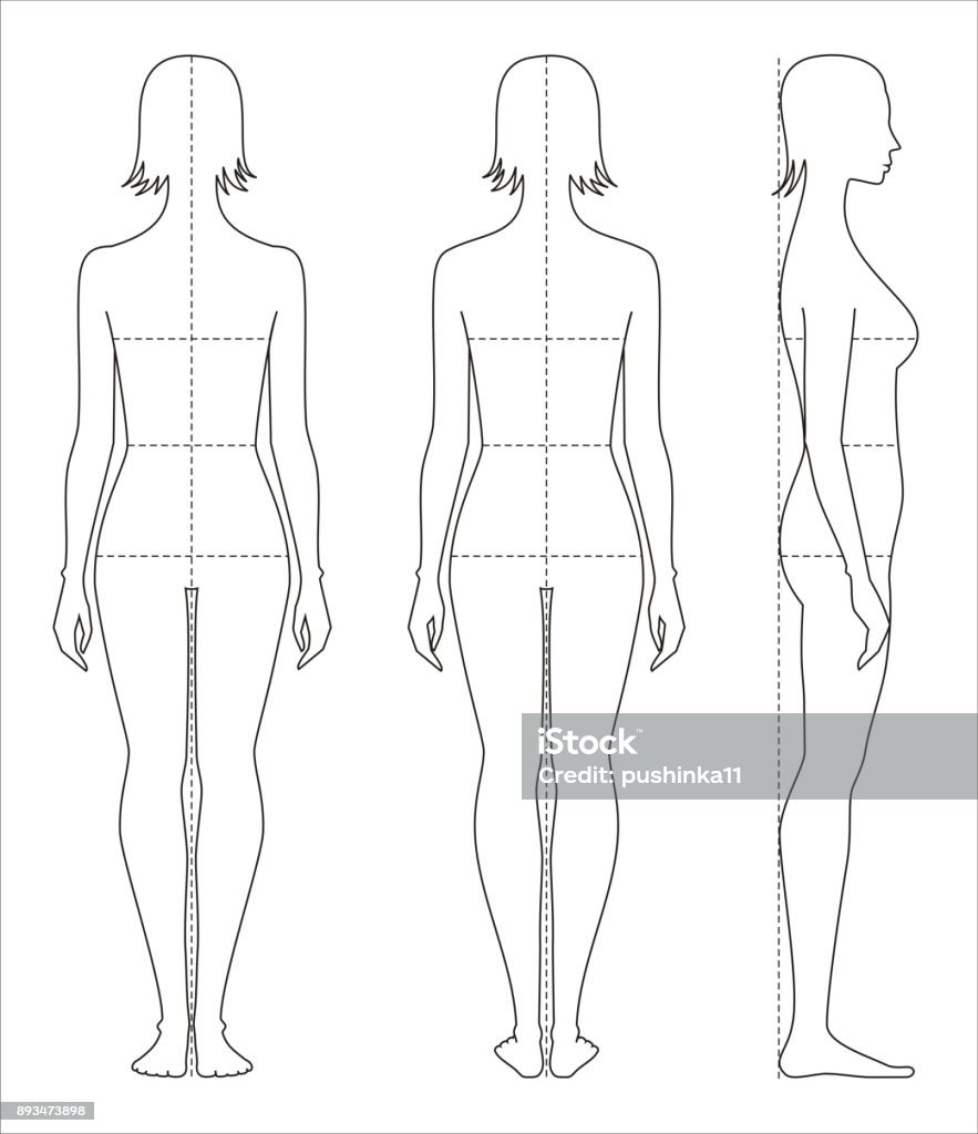 female-body-proportions-vector-id893473898