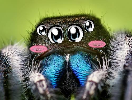 kawaii_spider_by_akainotoshiro-d97wb3e.jpg