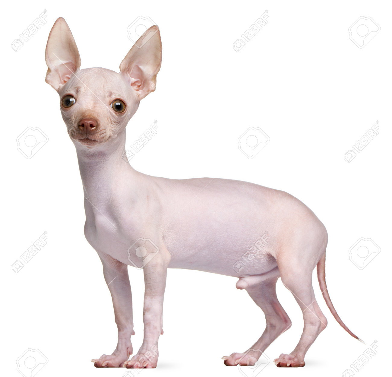 9161879-hairless-chihuahua-5-months-old-standing-in-front-of-white-background.jpg