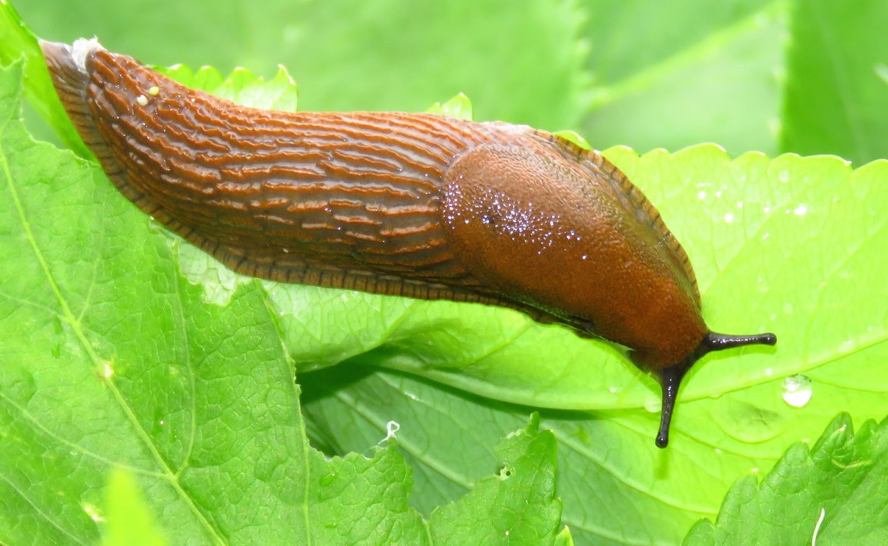 Common-slug.jpg