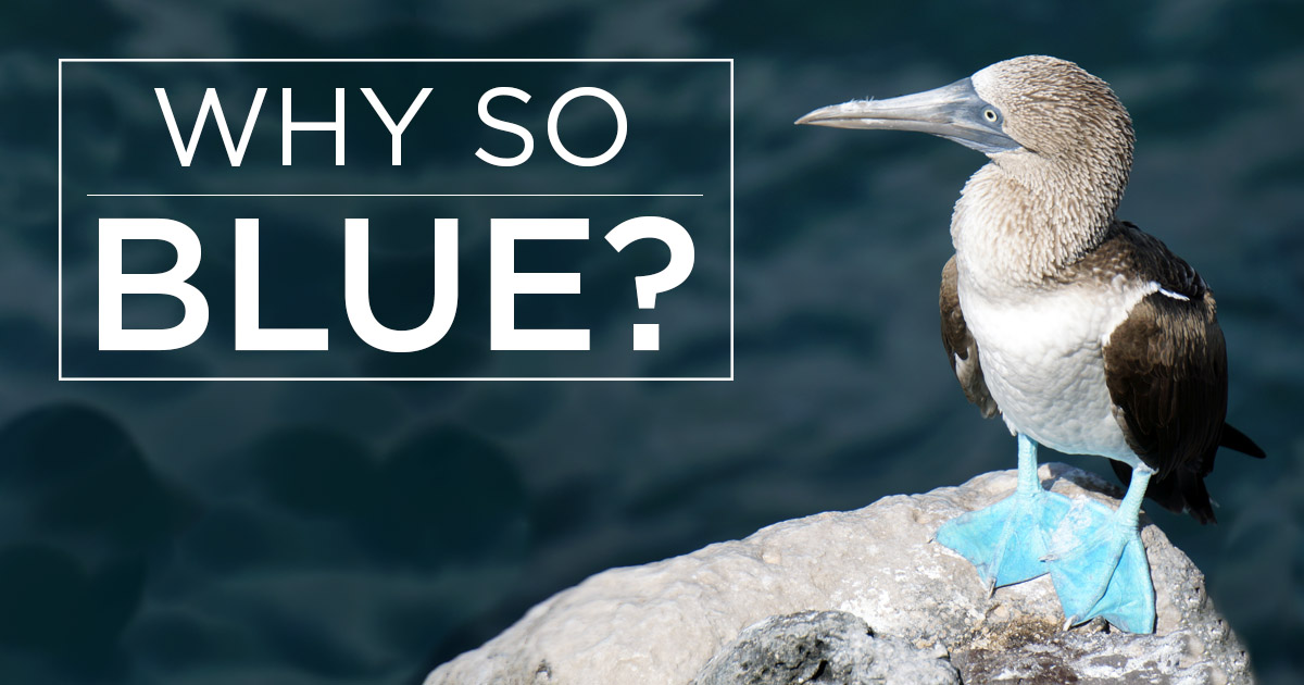 island-conservation-preventing-extinction-blue-footed-booby-fb.jpg